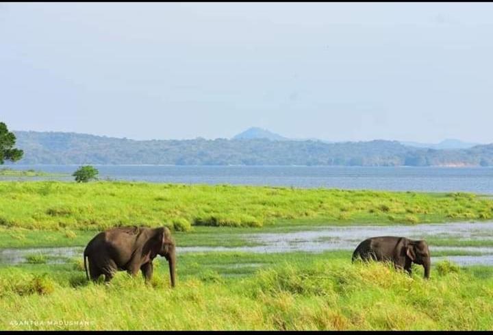 Arani Homestay Polonnaruwa Ngoại thất bức ảnh